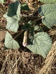 Proboscidea parviflora parviflora