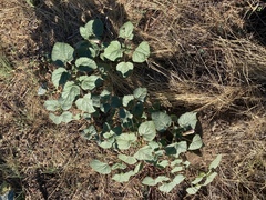 Proboscidea parviflora parviflora