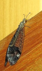 Glenoleon pulchellus