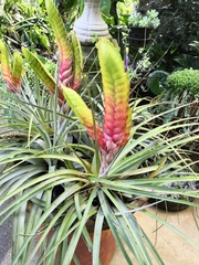 Tillandsia jaliscomonticola