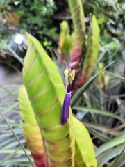 Tillandsia jaliscomonticola