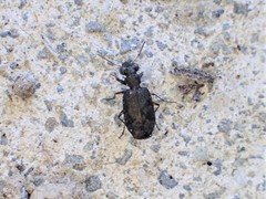 Scopodes