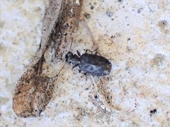 Scopodes