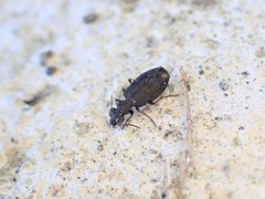 Scopodes