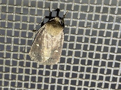 Pseudorthodes