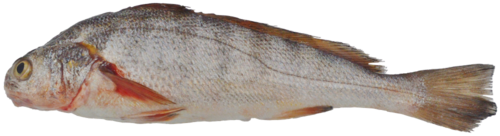 Peruvian banded croaker (Paralonchurus peruanus) — Sciaenidae