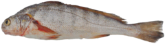 Paralonchurus peruanus