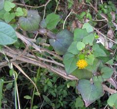 Senecio quinquelobus