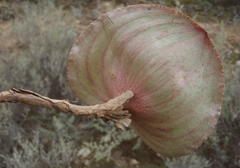 Eriospermum cordiforme