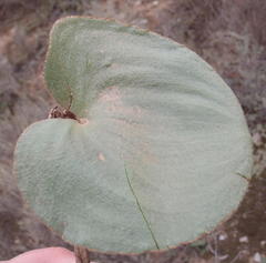 Eriospermum cordiforme