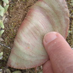 Eriospermum cordiforme