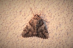 Catocala verrilliana