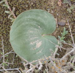 Eriospermum cordiforme