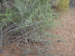 Asparagus capensis capensis