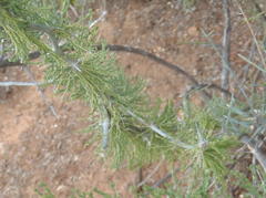 Asparagus capensis capensis