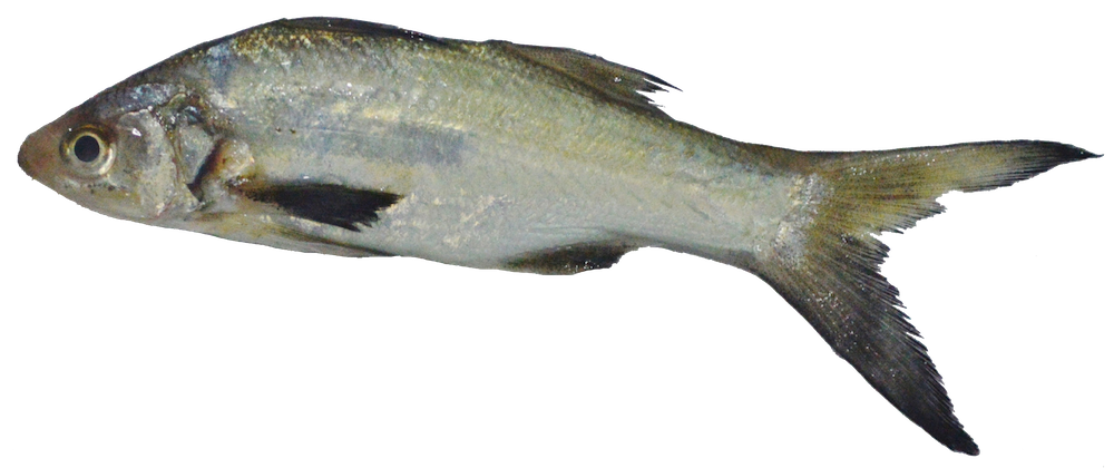 Blue bobo (Polydactylus approximans) — Polynemidae