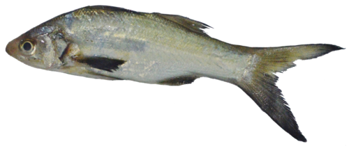 Blue bobo (Polydactylus approximans) — Polynemidae
