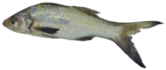 Polydactylus approximans