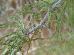 Asparagus capensis capensis