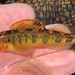 Gilt Darter - Photo (c) Rob Van Epps, some rights reserved (CC BY-NC), uploaded by Rob Van Epps