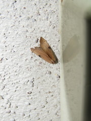 Galgula