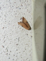 Galgula