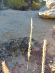 Muhlenbergia alopecuroides