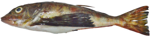 Blackfin gurnard (Prionotus stephanophrys) — Triglidae — 3