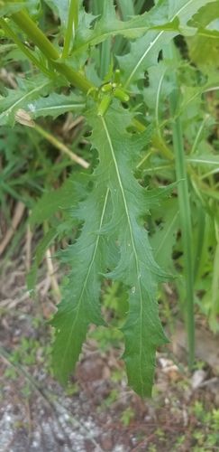 Erechtites hieraciifolius image