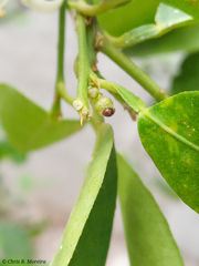 Scymnobius ecuadoricus