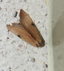 Galgula