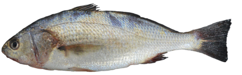 Lorna-ombervis (Sciaena deliciosa) — Sciaenidae