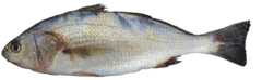 Callaus deliciosa