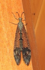 Glenoleon pulchellus