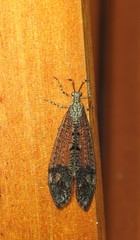 Glenoleon pulchellus