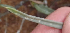 Bulbine frutescens