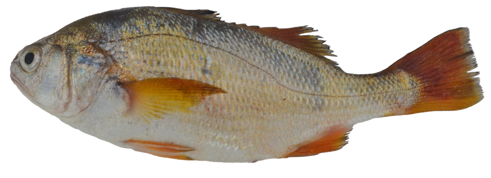 Minor stardrum (Stellifer minor) — Sciaenidae