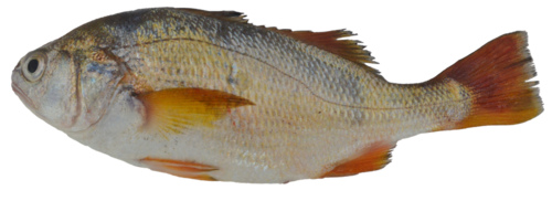 Minor stardrum (Stellifer minor) — Sciaenidae