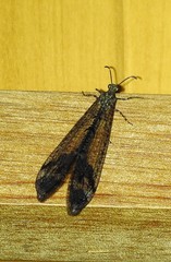 Glenoleon pulchellus