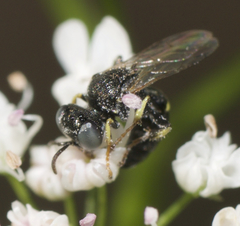 Oxybelus bipunctatus