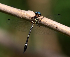 Macrothemis inequiunguis