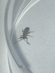 Paromius longulus