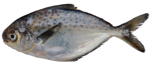 Southern silver pomfret (Stromateus stellatus) — Stromateidae — 2