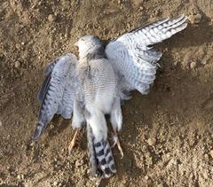 Accipiter badius polyzonoides