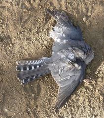 Accipiter badius polyzonoides