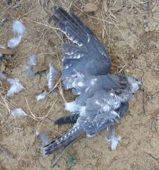Accipiter badius polyzonoides