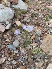 Ipomopsis longiflora
