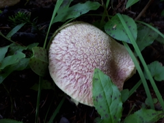 Suillus ochraceoroseus
