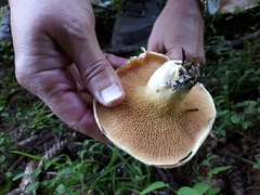 Suillus ochraceoroseus