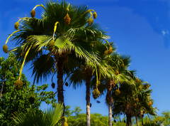 Pritchardia pacifica